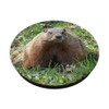 Groundhog Day Cute Woodchuck, Marmot