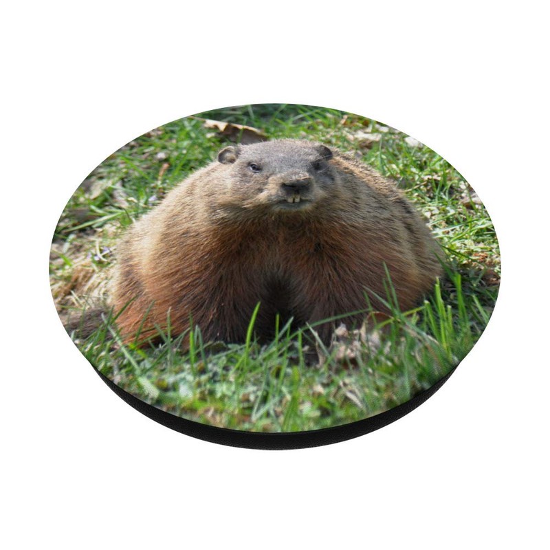 Groundhog Day Cute Woodchuck, Marmot