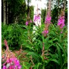 Alaska Fireweed Flower - Chamaenerion angustifolium - 1000+ Seeds -