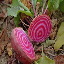 Organic Chioggia Beet Seeds - 2 g ~100 Seeds - Non-GMO, Open Pollinated, Heirloom, Vegetable Gardening Seeds
