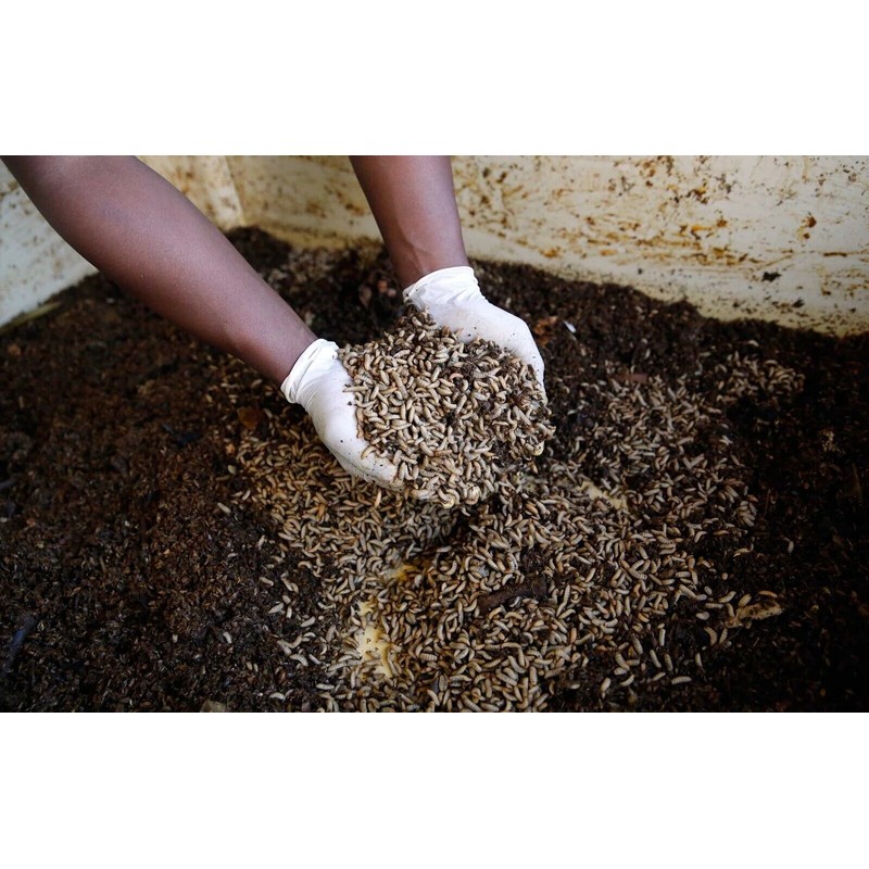 BuildASoil Insect Frass • 4 Lbs • Black Soldier Fly