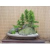 Tree 2 Cryptomeria Yoshino Japanese Cedar Trees - 6-12" Tall