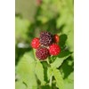 Green Promise Farms Rubus Edible-Shrub, 2-Size Container, Raspberry-Jewel