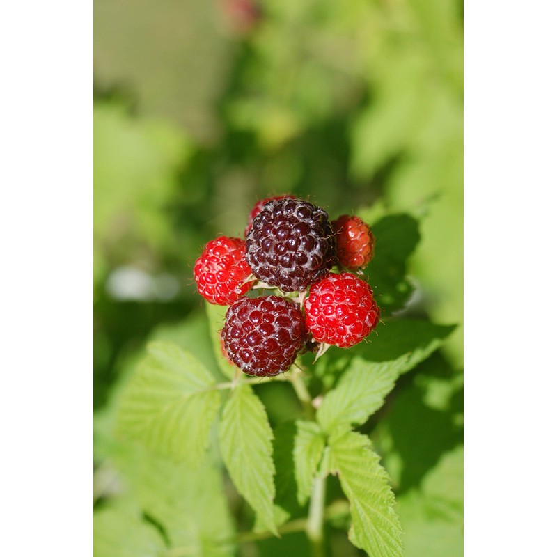 Green Promise Farms Rubus Edible-Shrub, 2-Size Container, Raspberry-Jewel