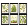 Botanical Set of 6 Prints Unframed Antique Beautiful Ferns Green