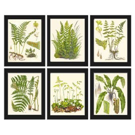 Botanical Set of 6 Prints Unframed Antique Beautiful Ferns Green Forest Nature Home Room Fern Decor Wall Art