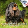 2025 2026 Cavalier King Charles Calendar - Dog Breed Monthly