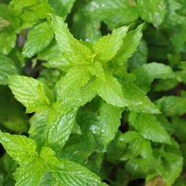 Southeast Seeds Spearmint Herb Seeds, Mentha spicata, NON-GMO, Variety Sizes, FREE SHIPPING - 5000 Seeds or 1/2 Gram
