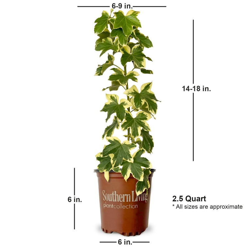 Angyo Star Fatshedera (3 Gallon) Evergreen Vine with Variegated Green