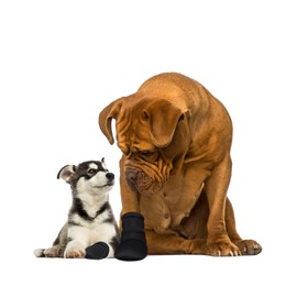 Flamingo paw protection XS Chihuahua, Papillon, Miniature Pinscher