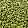 Rare! Australian Duckweed (Lemna Disperma) Floating Plant