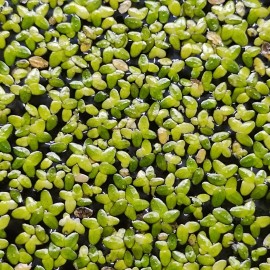 Rare! Australian Duckweed (Lemna Disperma) Floating Plant
