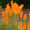 25 Mango Popsicle Torch Lily Hot Poker Flower Seeds Perennial