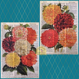 Dictionary print Set: Colorful Vintage Dahlias