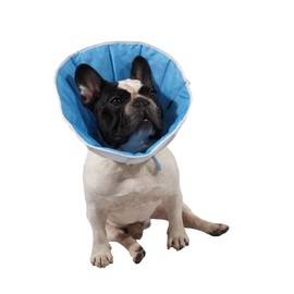 Post-operative collar for dogs and cats to promote wound recovery.