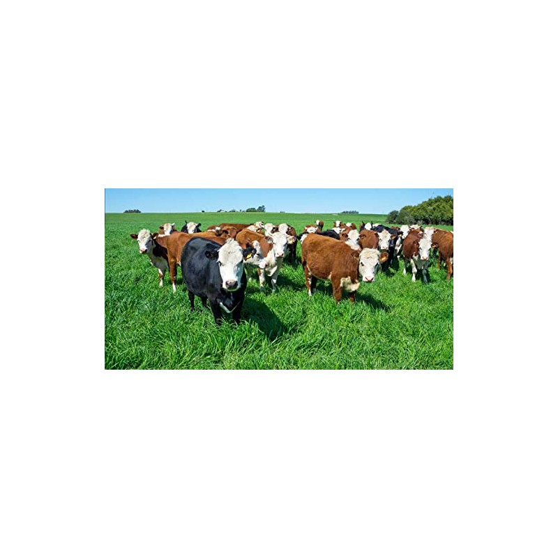 Jumbo Tetraploid Annual Ryegrass (5 Lbs.)