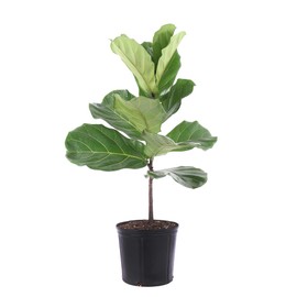 United Nursery Fiddle Leaf Fig Live Plant 24–30 inches Tall in 10 inch Nursery Pot, Indoor House Plant for Bright Home and Office Spaces