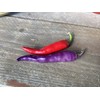 Buena Mulata Spicy Purple Pepper Premium Seeds for Planting Packet