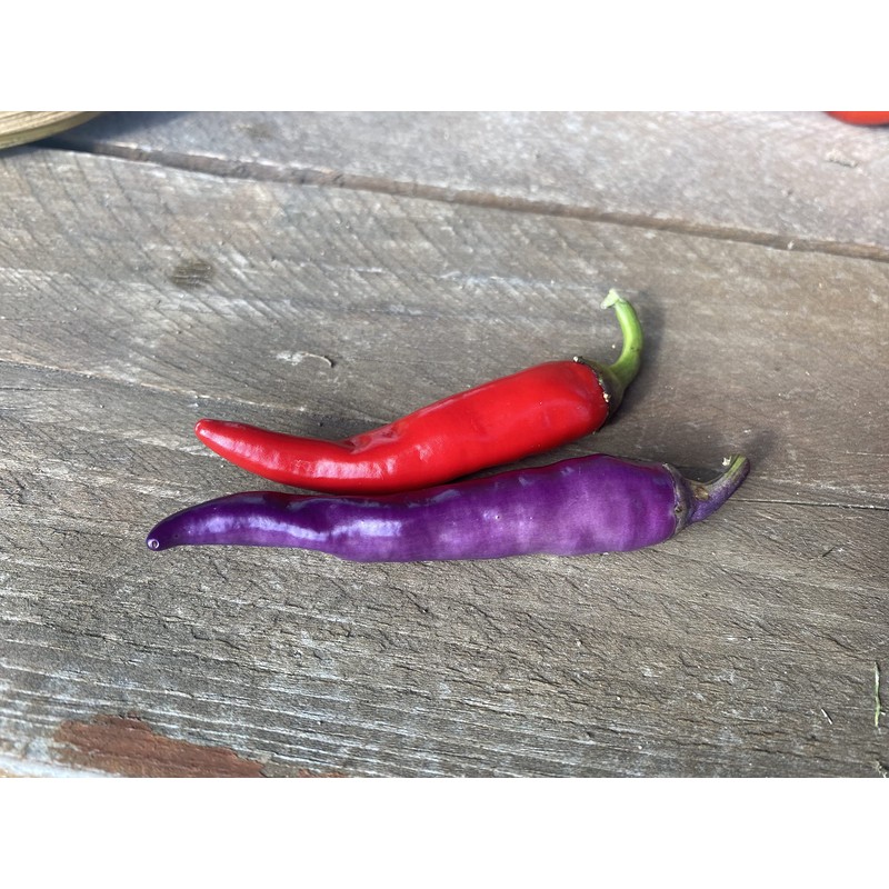 Buena Mulata Spicy Purple Pepper Premium Seeds for Planting Packet