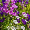 300 Biennial Campanula Canterbury Bells Flower Seeds for Planting