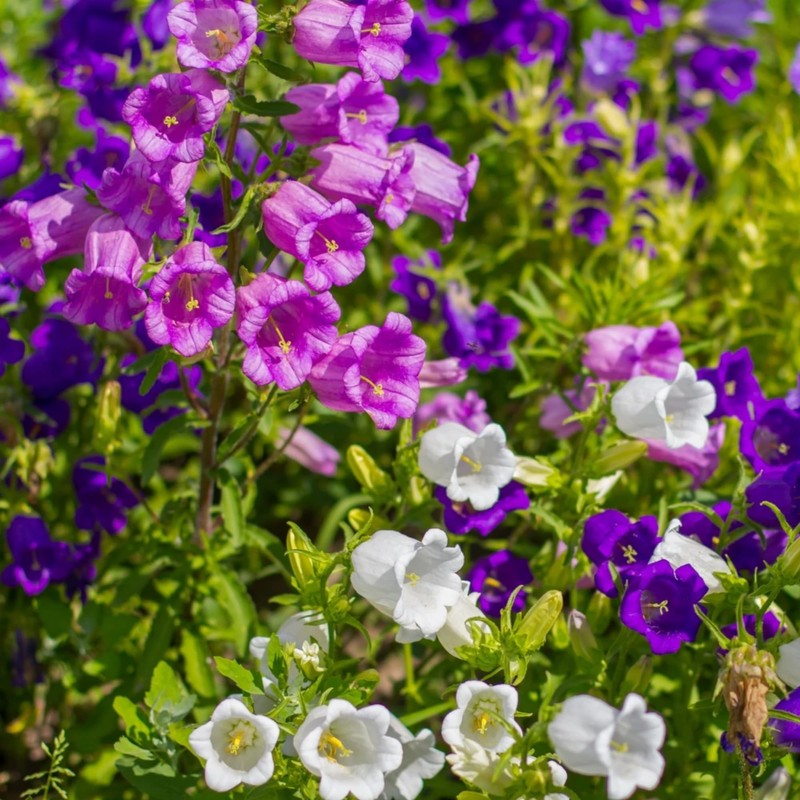 300 Biennial Campanula Canterbury Bells Flower Seeds for Planting