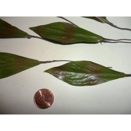 Unbranded Vintage Green Medium Dogwood Leaves  1 Dozen