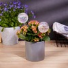 Tomorotec Glass Plant Self Watering Globes 2-Pack Pearl Luster Clear
