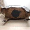 Exner Decorative funny money box, money box, donkey, dukaten, donkey,