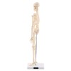 1pc Human Skeleton Anatomical Model Medical Anatomical Teaching Tool With