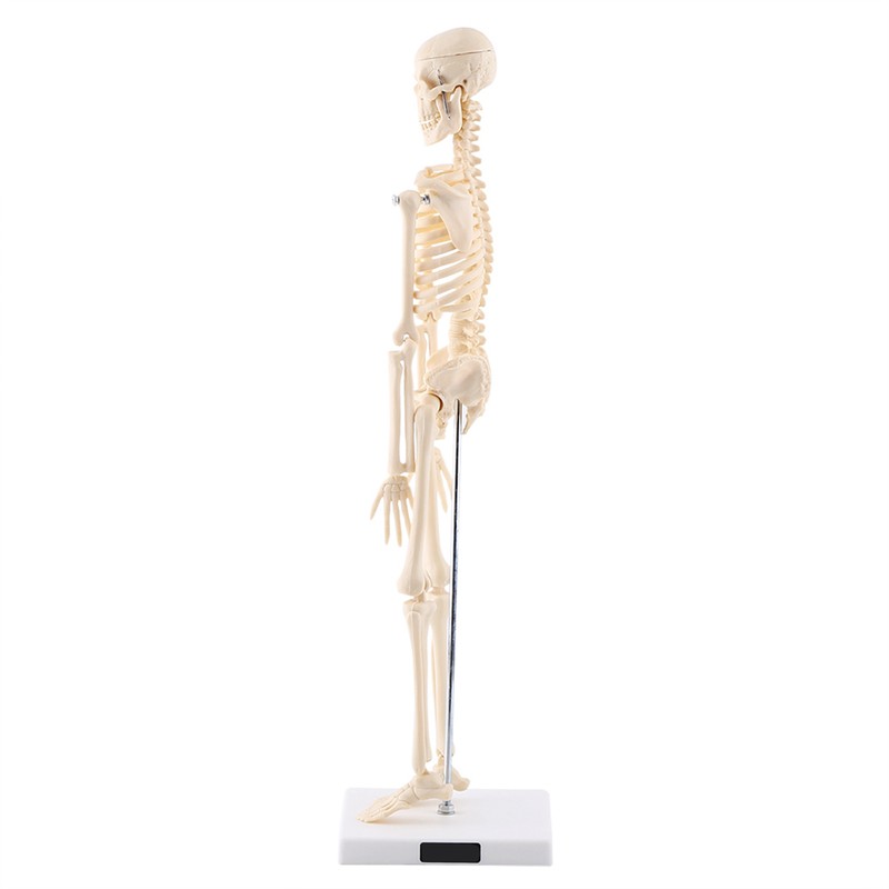 1pc Human Skeleton Anatomical Model Medical Anatomical Teaching Tool With