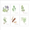 Kitchen Herbs Art Prints - Botanical Prints - (Set of