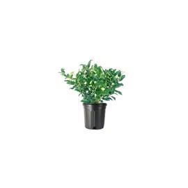 Curled Leaf Privet | 1 Large Gallon Size Plant | Ligustrum Japonicum Recurvifolium | Evergreen Flowering Privacy Shrub Hedge