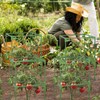 ZeeDix 4 Pack Tomato Cages for Garden, 60 Inch Square