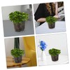 CAXUSD 6pcs Transparent Orchid Pots with Drainage Holes Clear Nursery
