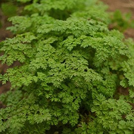 Curled Chervil - 250 Seeds - Heirloom & Open-Pollinated Variety, non-GMO Culinary Herb Seeds for Planting, Grow Kitchen Herbs Indoors/Outdoors in Containers/aerogarden/Home Garden, Thresh Seed Company