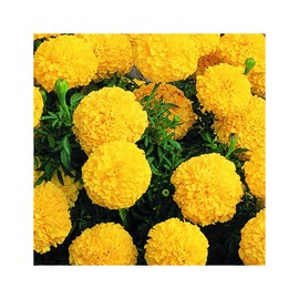 Park Seed Vibrant Inca II Yellow Hybrid Marigold Seeds – Early-Blooming 3–3.5 Inch Double Blooms, Compact 12-Inch Plants, Weather-Resistant & Long-Lasting Color for Gardens or Containers – Pack of 25