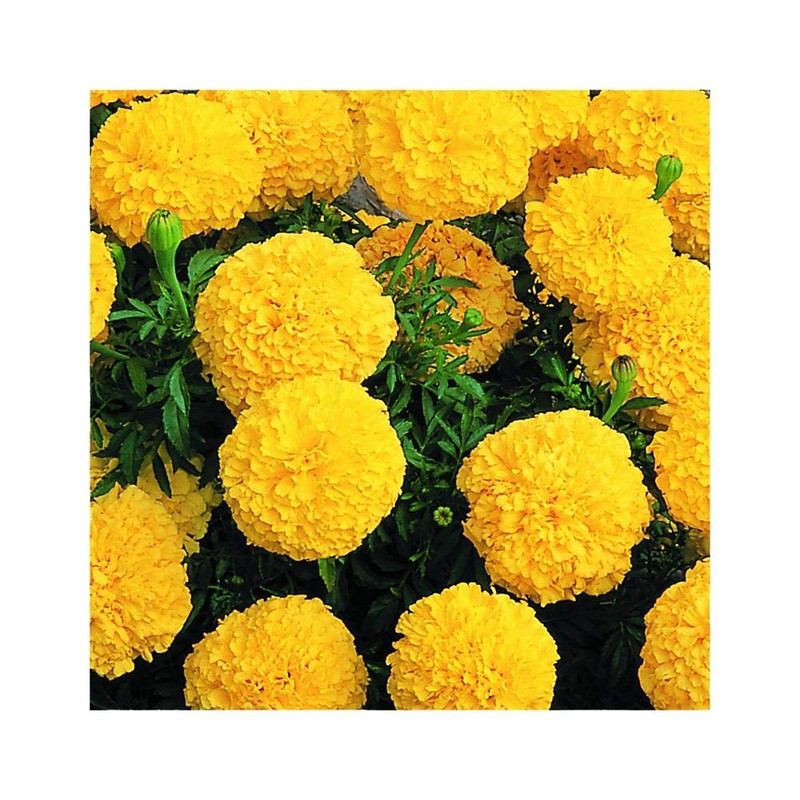 Park Seed Vibrant Inca II Yellow Hybrid Marigold Seeds –