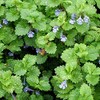 Palm Beach Medicinal Herbs - Ground Ivy (Glechoma hederacea) -
