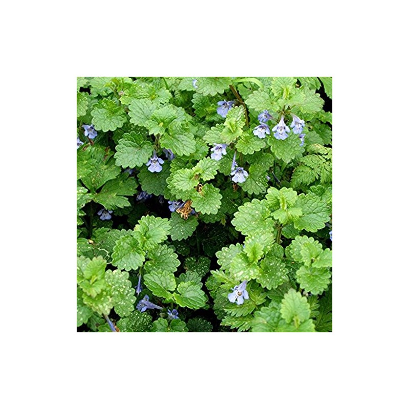 Palm Beach Medicinal Herbs - Ground Ivy (Glechoma hederacea) -