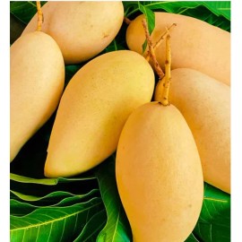 Tropicbloom Botanics Big Grafted Mango (Mangifera ) Nam Doc Mai Live Fruit Tree (1.5-3 ft) Indica