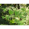 Lowhill Valley Japanese Knotweed Root Herbal Tea - Embrace Natural