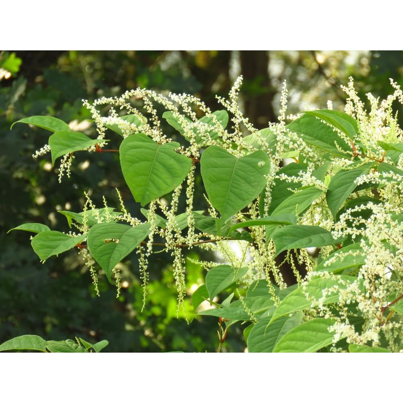 Lowhill Valley Japanese Knotweed Root Herbal Tea - Embrace Natural