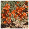 Everwilde Farms - 50 Scarlet Globe Mallow Native Wildflower Seeds