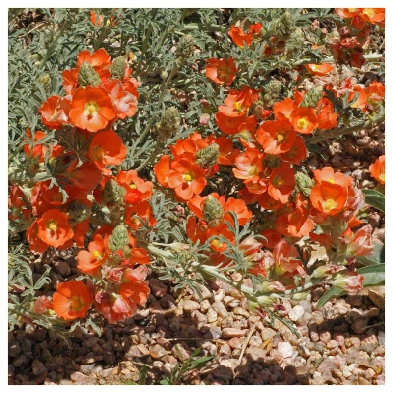 Everwilde Farms - 50 Scarlet Globe Mallow Native Wildflower Seeds