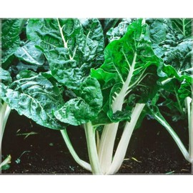 300 Large White Ribbed Swiss Chard Seeds for Planting 7+ Grams of Seeds Non GMO and Heirloom Survival Vegetable Garden