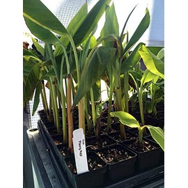 Pisang Raja Banana Plant - King of Bananas - Live Plant