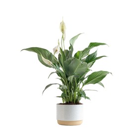 Costa Farms Peace Lily, Live Indoor Plant with Flowers, Easy to Grow Houseplant in Decorative Pot, Potting Soil, Thinking of You, Get Well Soon Gift, Room Decor, 1 Foot Tall