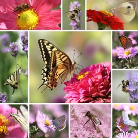 Earthcare Seeds Butterfly Garden Flower Seeds 1,000 Seeds - Heirloom - Open Pollinated - Non GMO