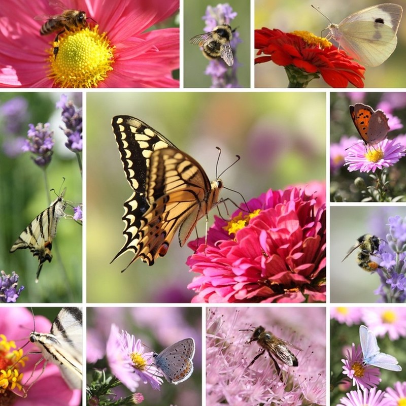 Earthcare Seeds Butterfly Garden Flower Seeds 1,000 Seeds - Heirloom