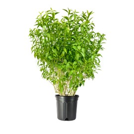Night Blooming Jasmine | 1 Extra Large 3 Gallon Plant | Cestrum nocturnum | Heavenly Scented Shrub | Ideal for Evening Gardens